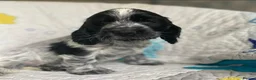 Cocker Spaniel dogs for sale: Blue Roans Cocker Spaniel. - Advert 8