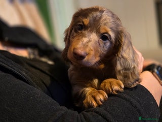 Miniature Dachshund dogs - Advert 31