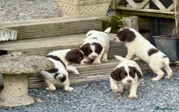 English Springer Spaniel dogs for sale: GAMEKEEPER BRED SPRINGER SPANIEL PUPS - Image 8