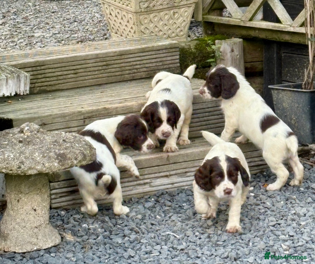 English Springer Spaniel dogs for sale: GAMEKEEPER BRED SPRINGER SPANIEL PUPS - Image 8