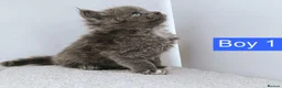 Maine Coon cats for sale: DNA health tested Maine coon kittens  - Advert 32