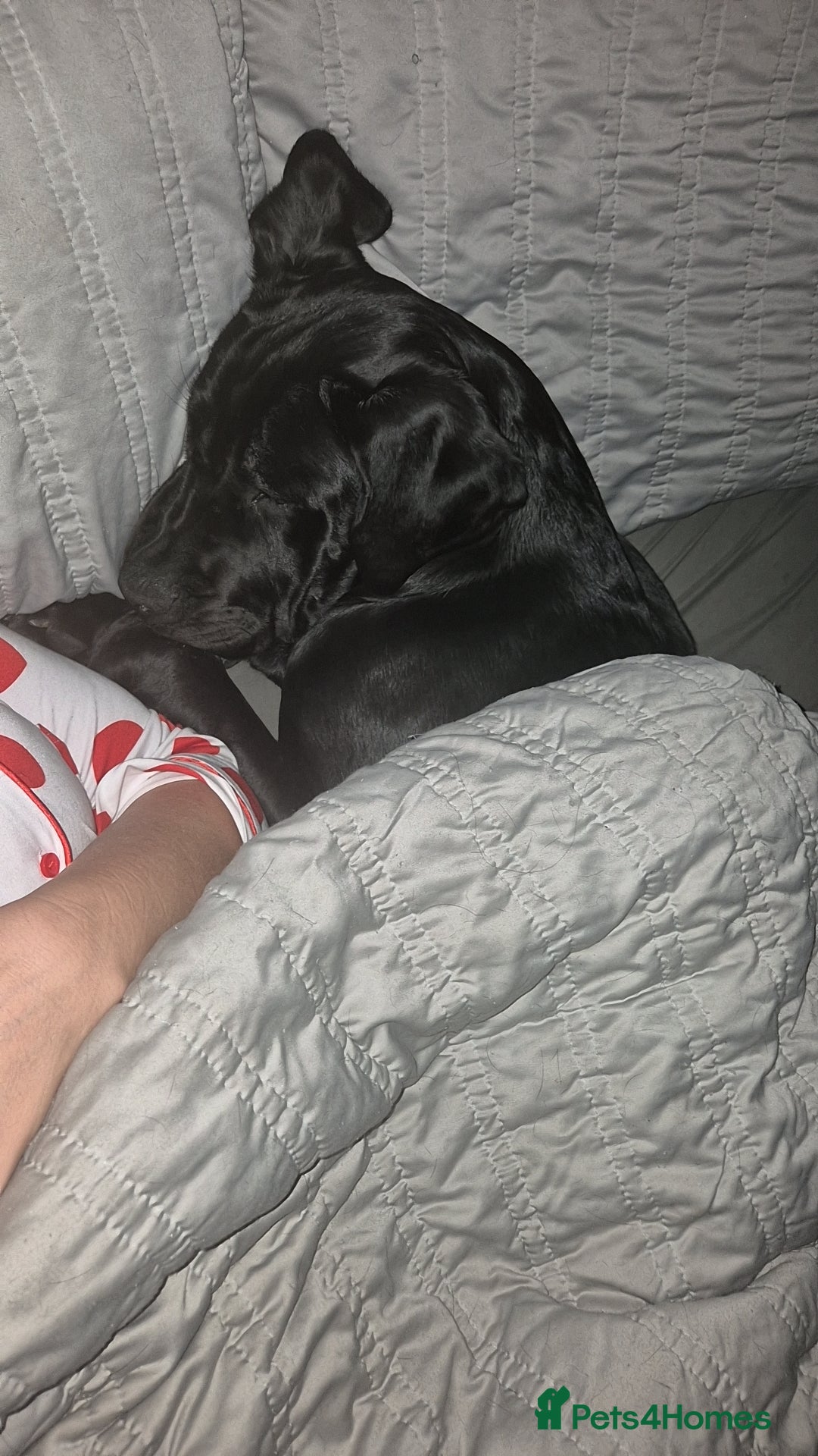 Cane Corso dogs for sale: 16 month old corso bitch - Image 9