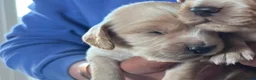 Cocker Spaniel dogs for sale: Cocker spaniel puppy’s  - Advert 10