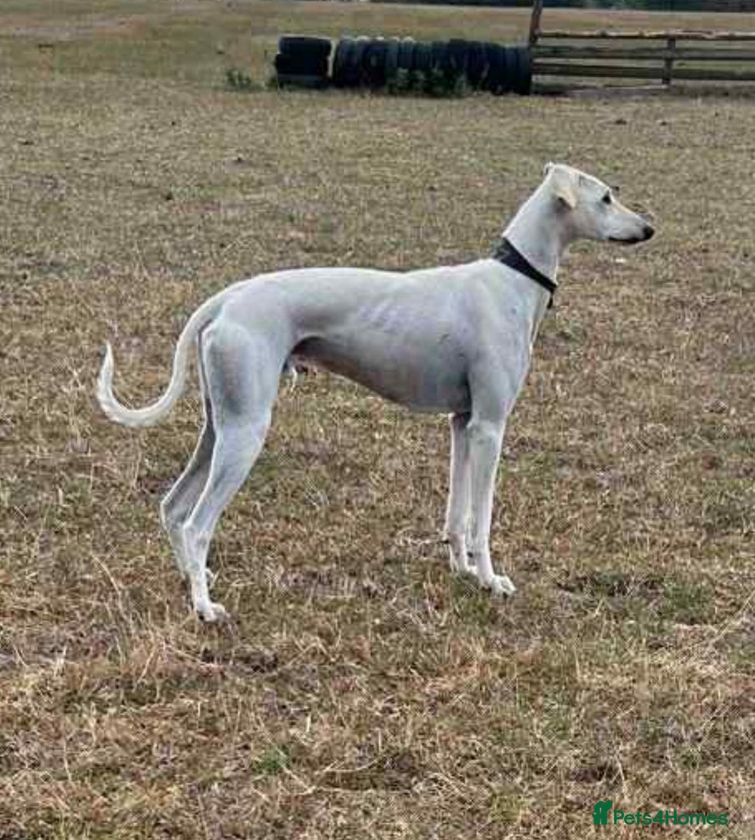 Lurcher dogs for sale: Cracking Lurcher Puppies - Advert 4