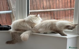 Siberian cats for sale: GCCF Registered Siberian Neva Masquerade Kittens - Image 12