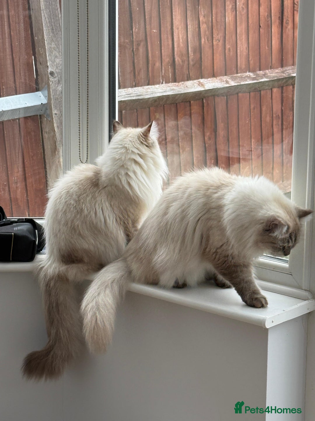 Siberian cats for sale: GCCF Registered Siberian Neva Masquerade Kittens - Image 12
