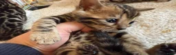 Bengal cats for sale: Outstanding Pedigree TICA Bengal Kittens - Advert 24