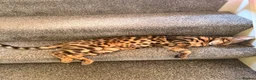 Bengal cats for sale: F3 Bengal glitter coat  in Nottingham - Advert 4