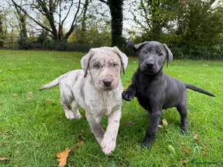 Mixed Breed dogs - Advert 4