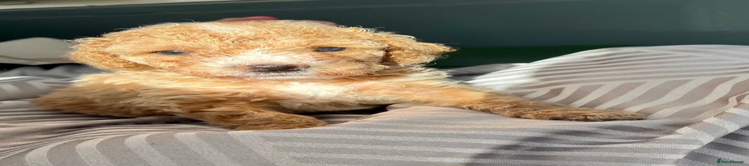 Cockapoo Puppy 3