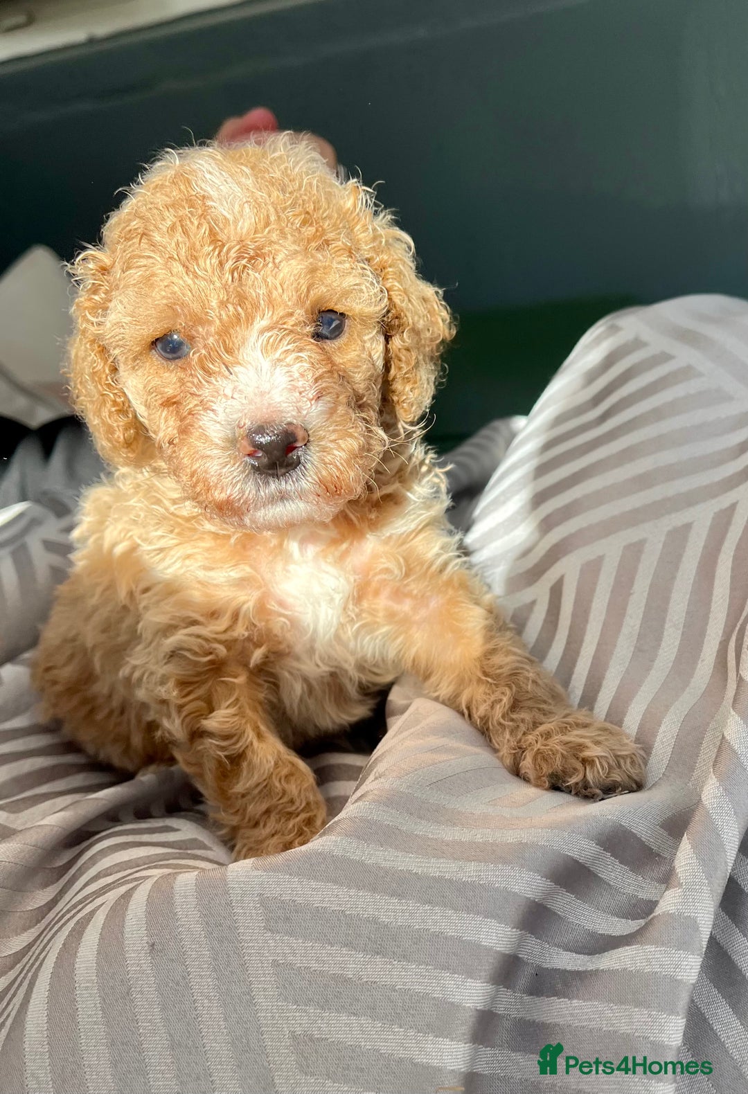 Cockapoo dogs for sale: Cockapoo vet checked ready to leave - Image 3