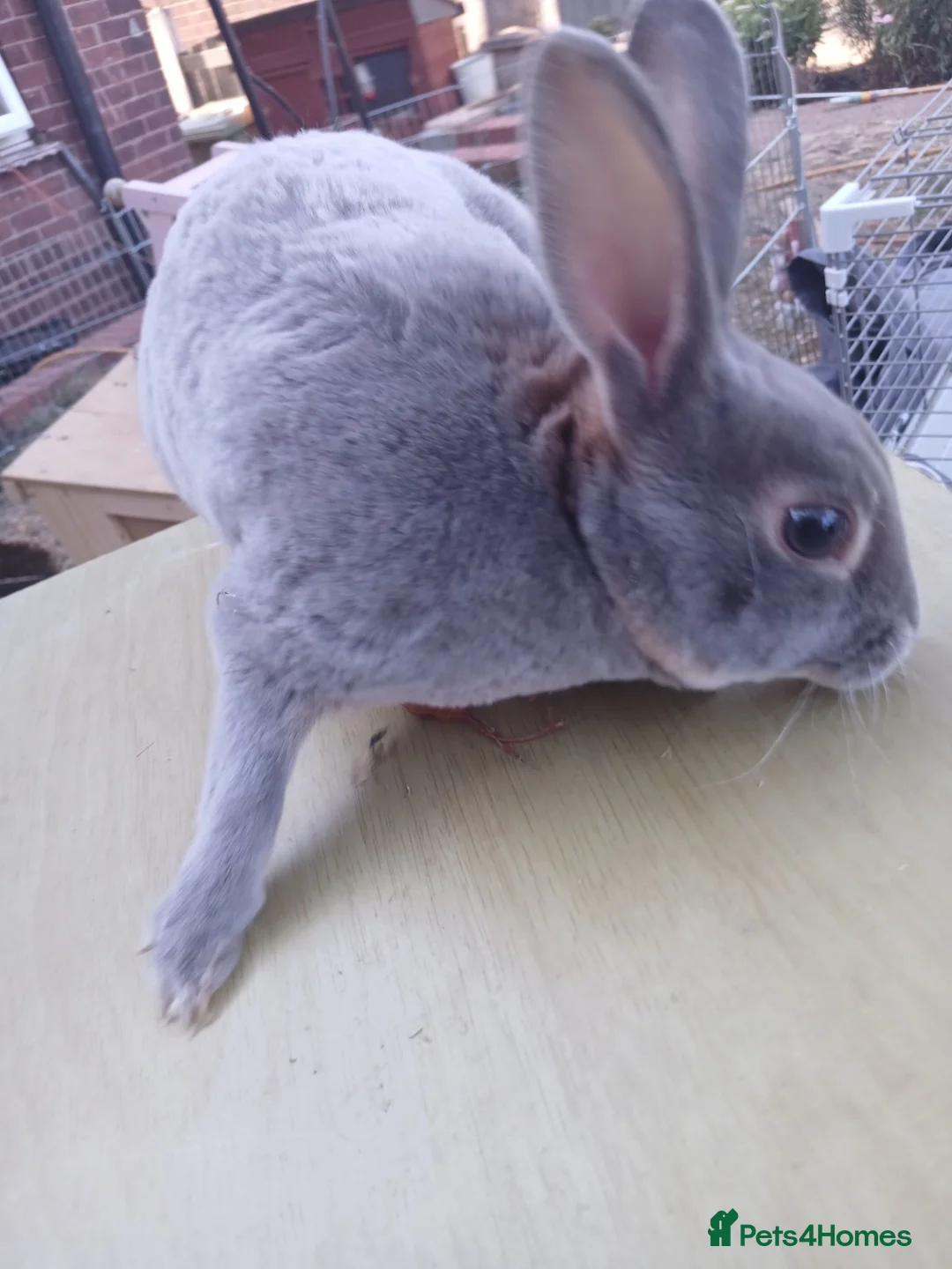 Mini Lop rabbits for sale: Last one ready 1st September  - Advert 15