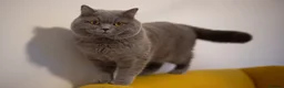 British Shorthair cats for stud: Active Reg.GCCF Quality Boy For STUD ONLY.CCTV24/7 in Manchester - Advert 4