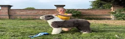 Old English Sheepdog dogs for sale: Fully health tested and registered showline OES - Advert 8