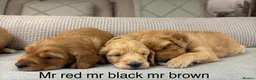 Goldendoodle dogs for sale: HEREDITARY HEALTH TESTED MUM. DNA TESTED DAD - Advert 20
