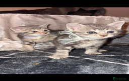 British Shorthair cats for sale: 2 grey tabby kittens  - Image 1