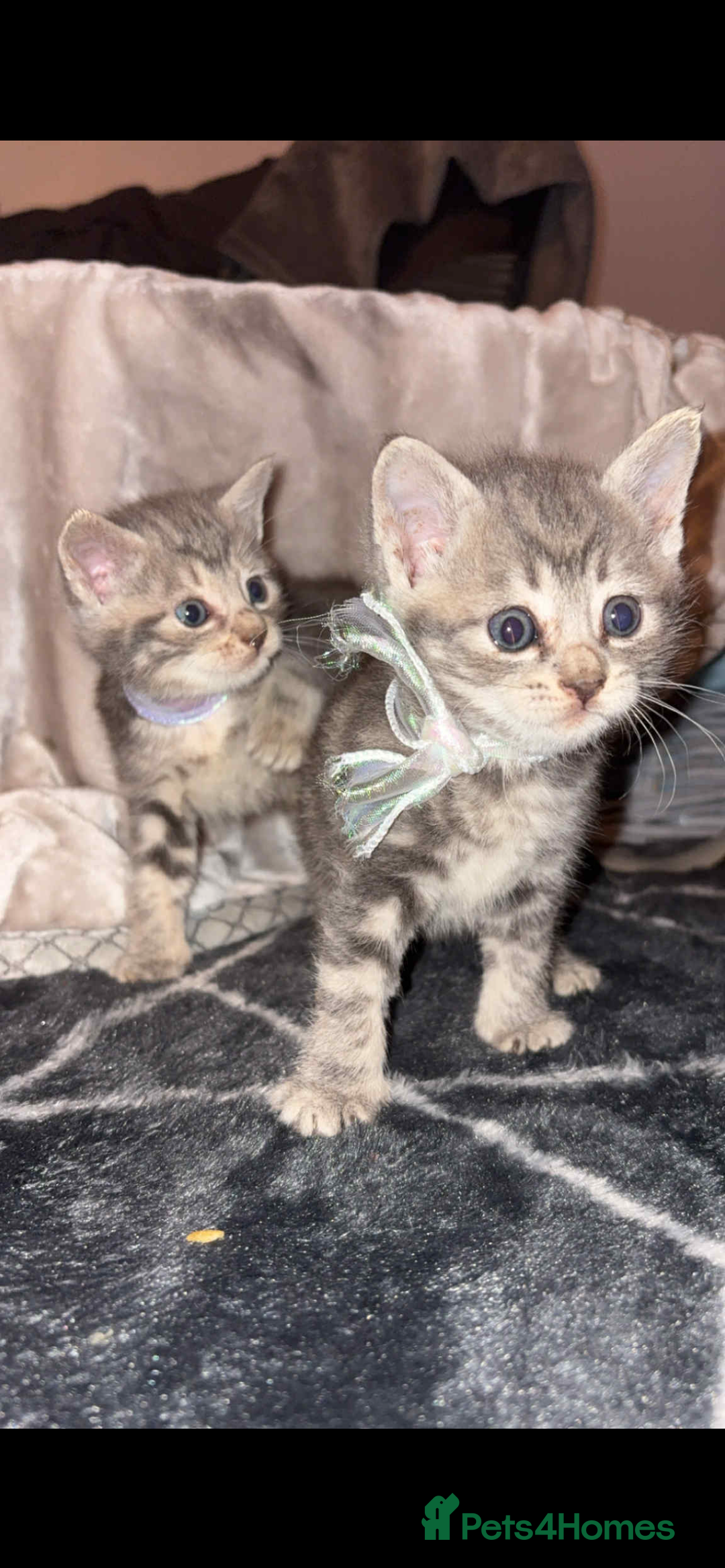 British Shorthair cats for sale: 2 grey tabby kittens  - Image 1
