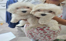 Maltese dogs for sale: Lovely maltese ready to go - Image 20