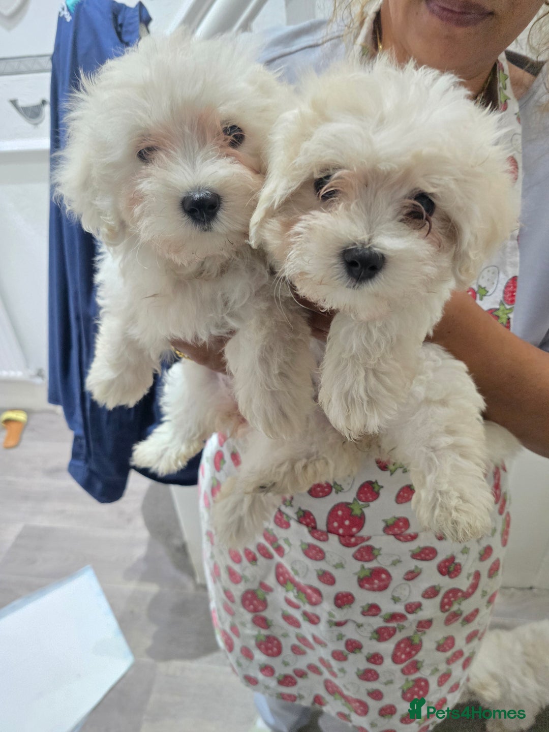 Maltese dogs for sale: Lovely maltese ready to go - Image 20
