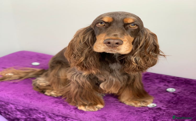 Cocker Spaniel dogs - Advert 11