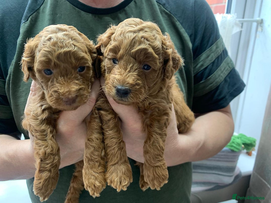 Toy Poodle dogs for sale: Gorgeous KC registered Red Toy Poodle pups - Image 6