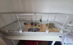 Guinea Pig rodents for sale: Coco and Pebble  - Image 4
