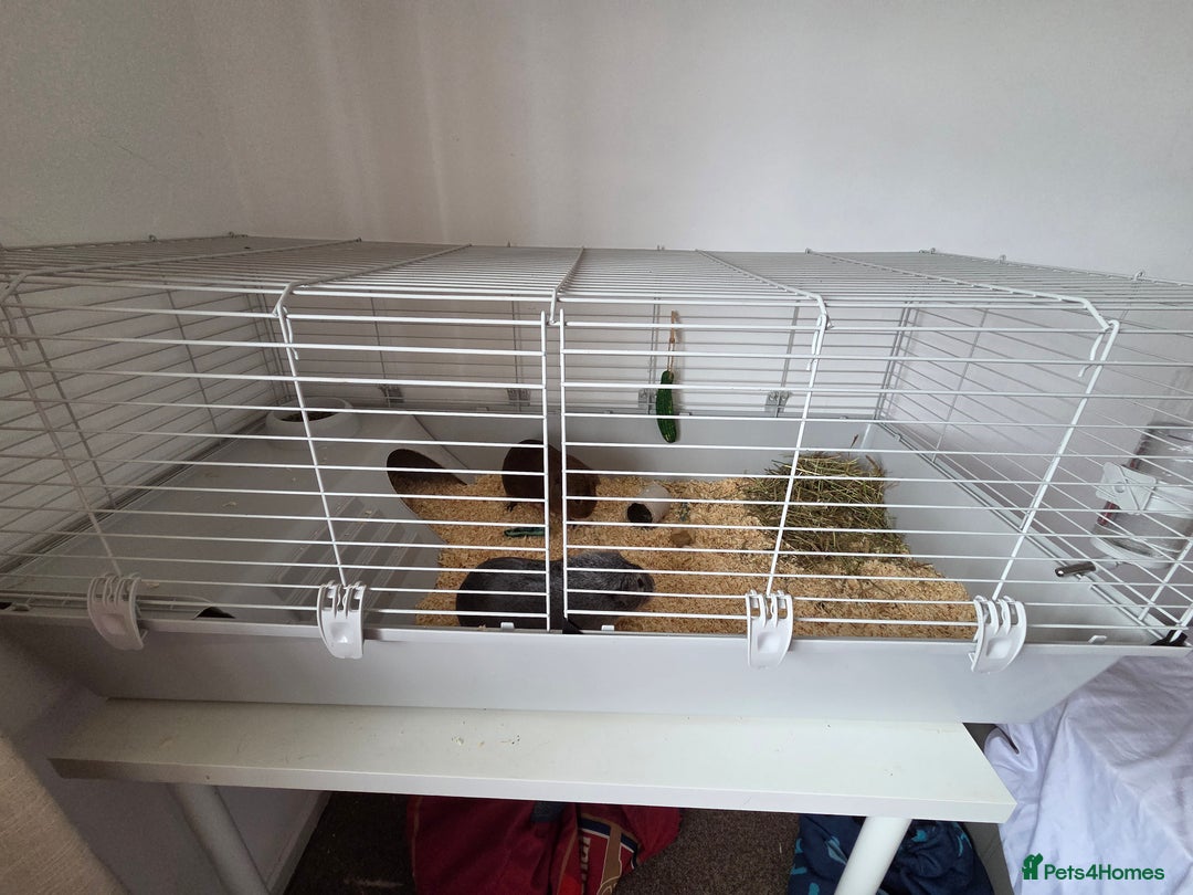 Guinea Pig rodents for sale: Coco and Pebble  - Image 4
