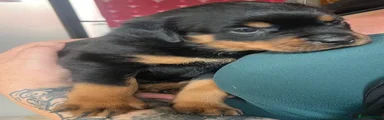 Rottweiler 2