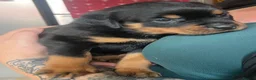 Rottweiler dogs for sale: Health tested Rottweiler puppy’s for sale  - Advert 30