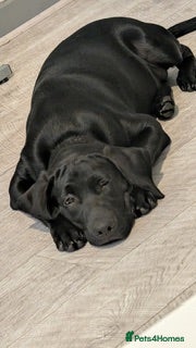 Labrador Retriever dogs KC REGISTERED LABRADOR PUPPIES - Advert 2