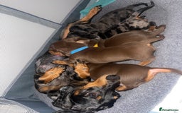 Miniature Dachshund dogs for sale: KC Reg Pedigree Mini Smooth Haired Dachshunds - Image 20