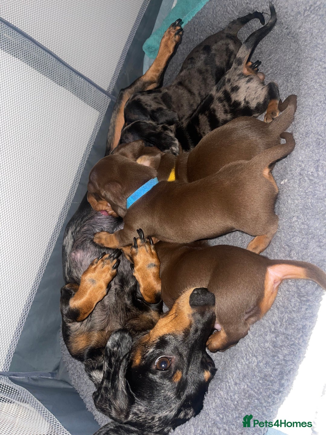 Miniature Dachshund dogs for sale: KC Reg Pedigree Mini Smooth Haired Dachshunds - Image 20