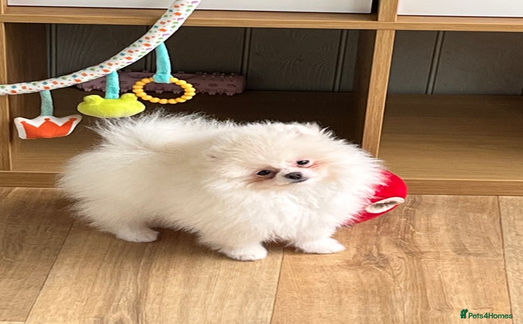Pomeranian dogs - Advert 1