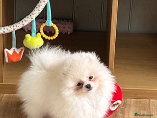 Pomeranian dogs - Advert 33