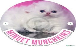 Munchkin cats for sale: White Persian Minuet munchkin blue & odd eyes - Image 9