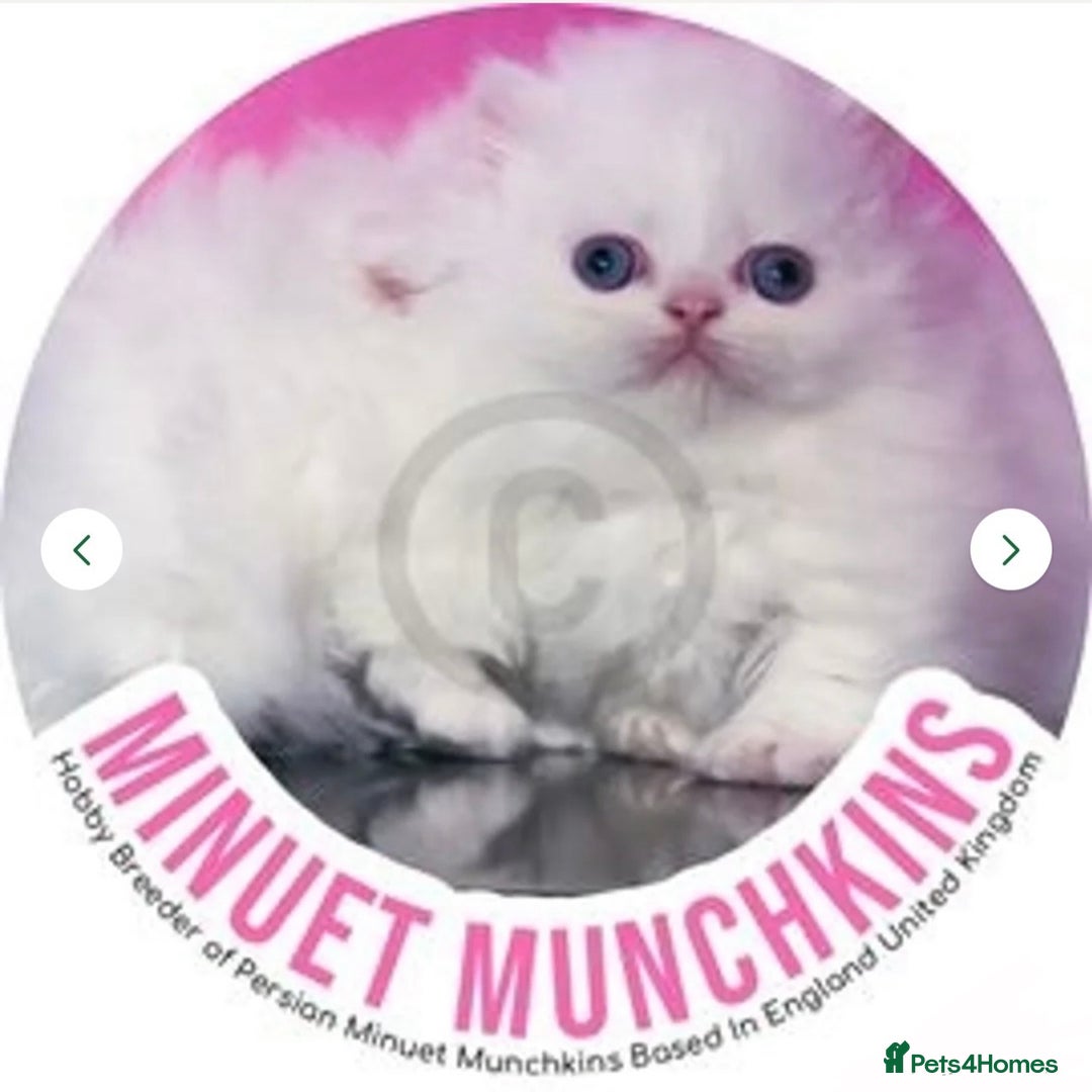 Munchkin cats for sale: White Persian Minuet munchkin blue & odd eyes - Image 9