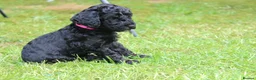 Cockapoo dogs for sale: F1B Cockapoo puppies… **4 still available** - Advert 24