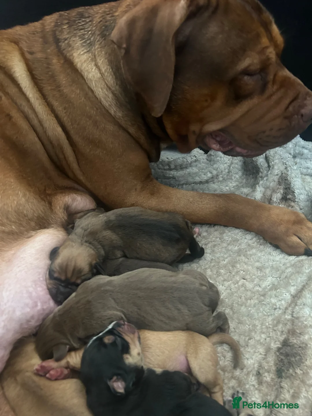 Mixed Breed dogs for sale: Beautiful puppers seeking their forever homes.  - Advert 15