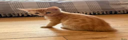 Savannah cats for sale: Ginger x f5 Savannah kittens 🔥 - Advert 10