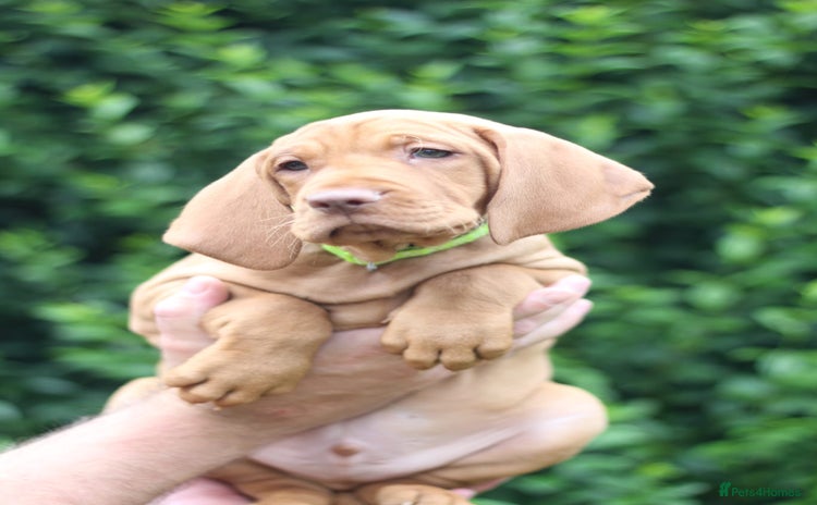 Hungarian Vizsla dogs - Advert 1