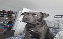 Cane Corso dogs for sale: Cane Corso looking for his new home. - Image 7