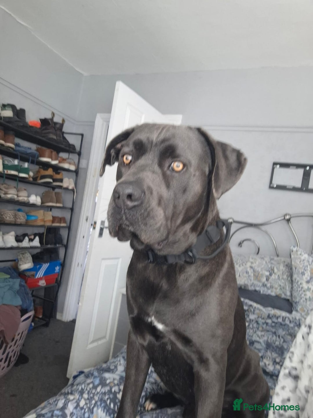 Cane Corso dogs for sale: Cane Corso looking for his new home. - Image 7