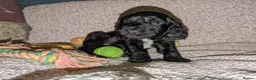 Cocker Spaniel dogs for sale: 🐾🐶Beautiful black show type cocker spaniels 🐾🐶 in Alton - Advert 3