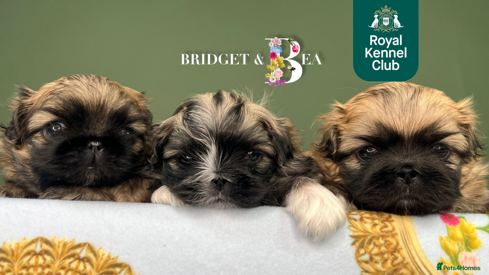 Pekingese dogs ⭐️QUALITY KC PUPS⭐️ - Advert 2