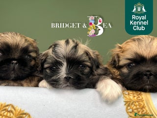 Pekingese dogs ⭐️QUALITY KC PUPS⭐️ - Advert 2