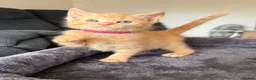 Mixed Breed cats for sale: 6 beautiful ginger kittens  - Advert 6