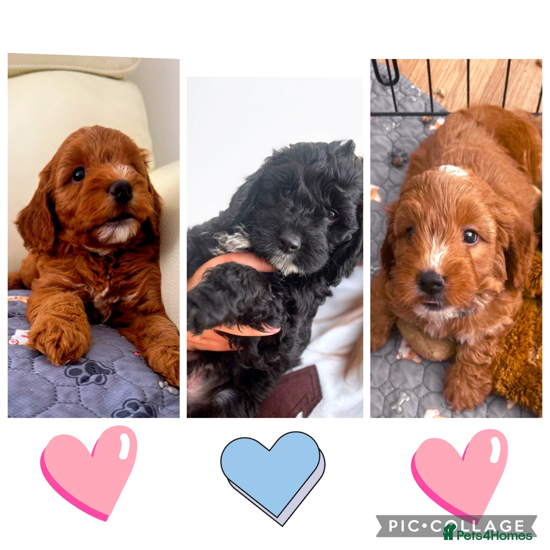 Cockapoo dogs F1 Cockapoo puppies health tested parents - Advert 1
