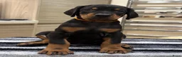 Dobermann dogs for sale: Top Quality Dobermann Puppies Available - Advert 13
