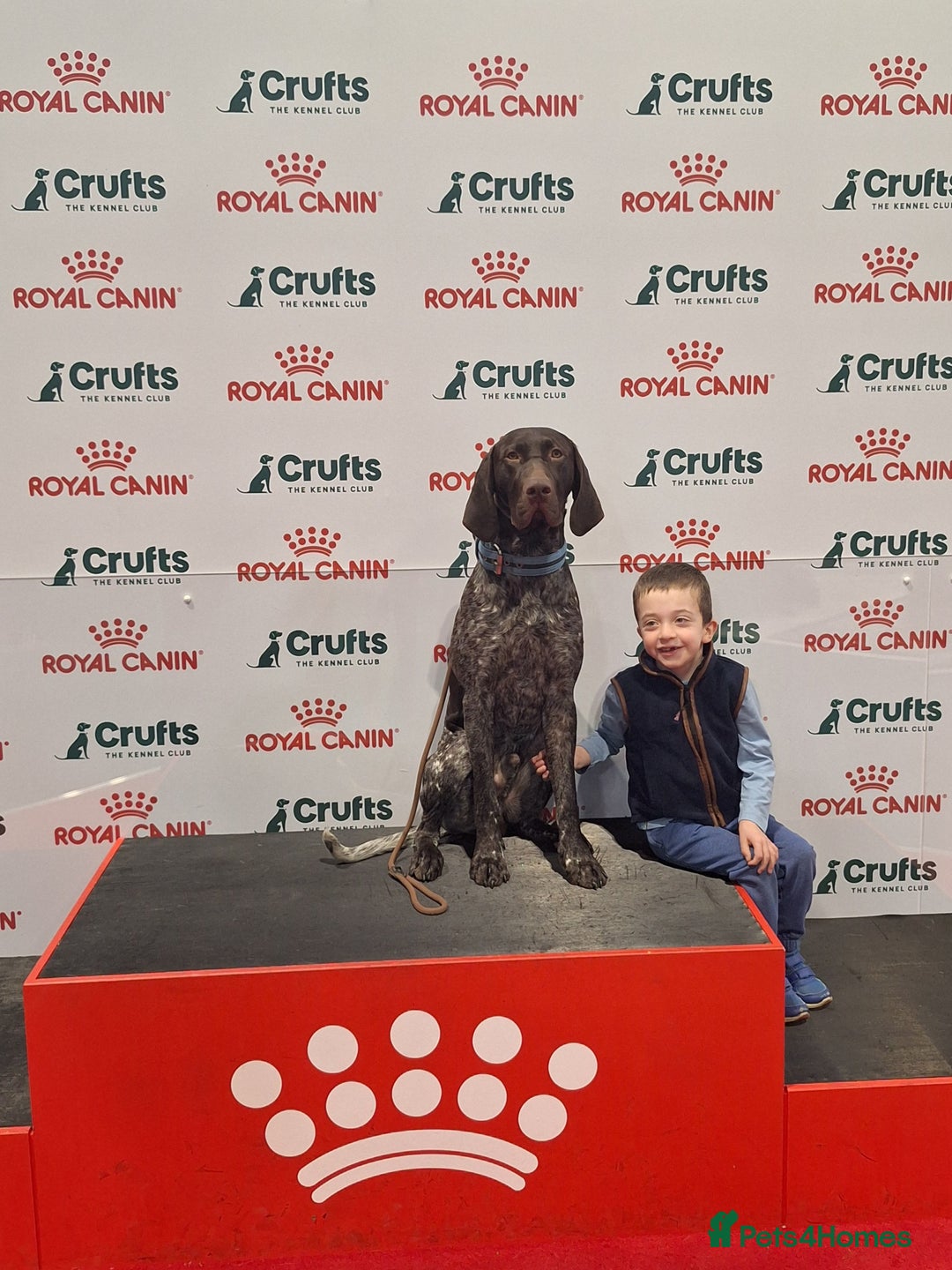 German Shorthaired Pointer dogs for stud: KC Registered German Short-haired Pointer for stud - Advert 1
