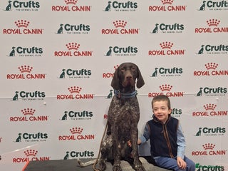 German Shorthaired Pointer dogs KC Registered German Short-haired Pointer for stud - Advert 1